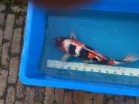 Koi Showa Sanke 