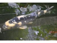 Koi Overige 