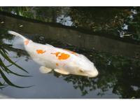 Koi Overige 