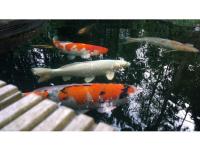 Koi Overige 