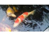 Koi Overige 