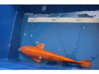 Koi Overige 