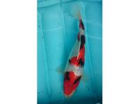 Koi Ginrin Showa 