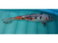 Koi Overige 