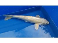 Koi Platinum Ogon 