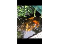 Koi Overige 