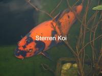 Diensten Geneeskunde 