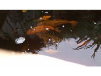 Koi Overige 