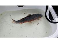 Koi Overige 