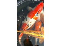 Koi Overige 