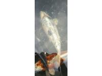 Koi Overige 