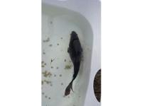 Koi Overige 