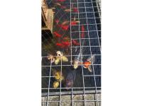 Koi Overige 