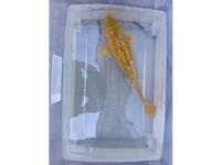 Koi Ginrin Chagoi 