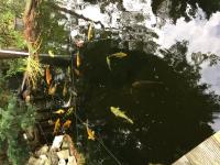 Koi Overige 