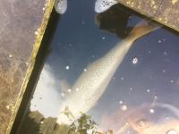 Koi Chagoi 