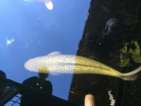 Koi Overige 