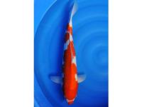 Koi Overige 