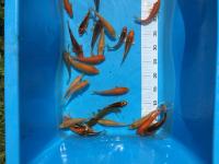 Koi Tosai (1 Jarige Koi) 