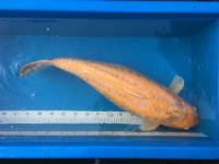 Koi Midorigoi 