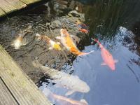 Koi Overige 