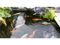 Koi Overige 