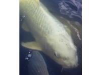 Koi Doitsu Platinum Ogon 