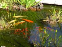Koi Overige 