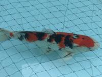 Koi Showa Sanke 