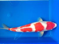 Koi Kuchibeni Kohaku 