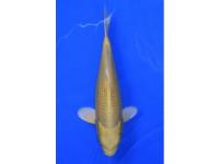 Koi Yamabuki Ogon 
