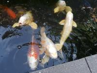Koi Overige 