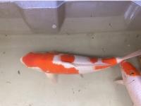 Koi Overige 