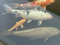 Koi Chagoi 