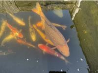 Koi Overige 