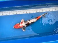 Koi Kin Showa 