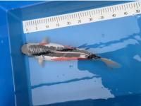 Koi Shusui 